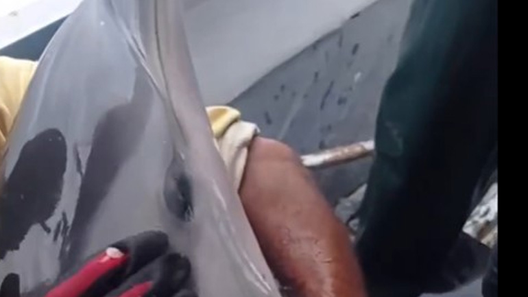 Κάλυμνος: Ψαράδες απελευθέρωσαν δελφίνι που είχε μπλεχτεί στα δίχτυα τους