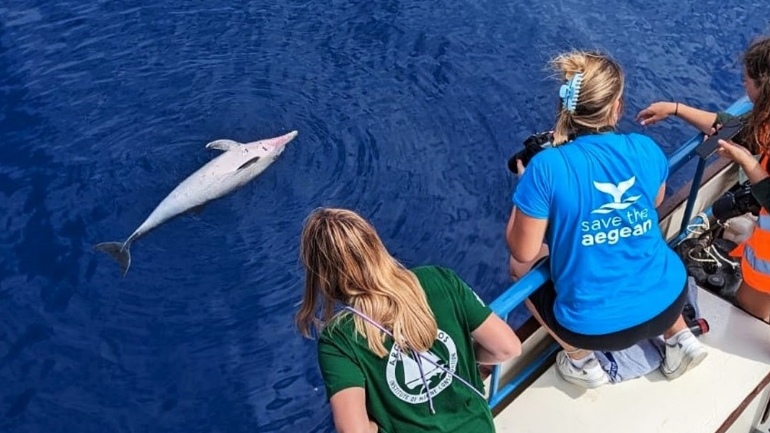 Έντονη ανησυχία για τα νεκρά δελφίνια στο Αιγαίο – Τι λέει η οργάνωση «Αρχιπέλαγος»