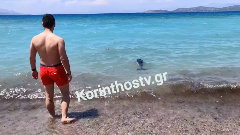 Κόρινθος: Στην παραλία Καλάμια εντοπίστηκε δελφίνι που έχασε τον προσανατολισμό του