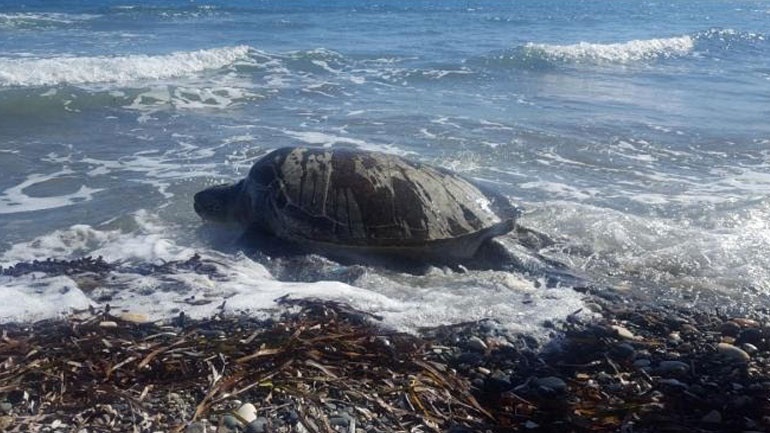 Θεσσαλονίκη: Επιτυχής επιχείρηση διάσωσης χελώνας από το λιμενικό στην παλιά παραλία