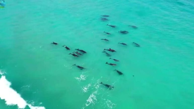 Δελφίνια εναντίον καρχαρία, σημειώσατε… Δελφίνια εναντίον καρχαρία, σημειώσατε…