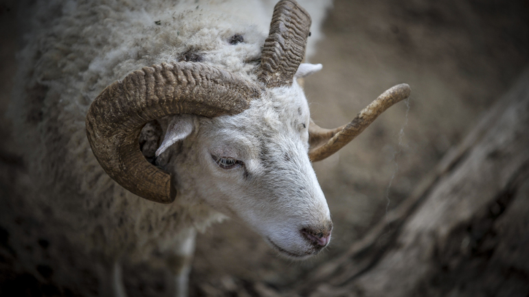 Απίστευτη εξέλιξη στην Καβάλα: Εξετάζουν το ενδεχόμενο ο θάνατος της 68χρονης να προήλθε από… κριάρι Απίστευτη εξέλιξη στην Καβάλα: Εξετάζουν το ενδεχόμενο ο θάνατος της 68χρονης να προήλθε από… κριάρι