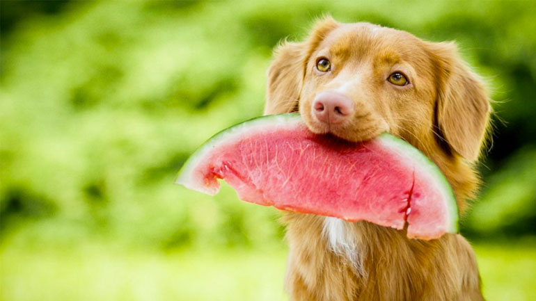 Τα καλοκαιρινά φρούτα και λαχανικά που μπορεί να φάει ο σκύλος μας