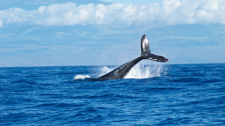 Γιβραλτάρ: Φάλαινες-δολοφόνοι διέλυσαν γιοτ – Τι λέει ο ιδιοκτήτης του για την τρομακτική εμπειρία