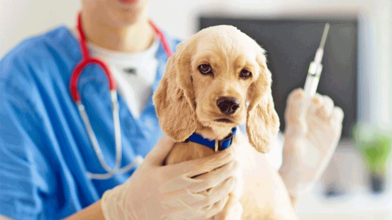 Ποια είναι τα υποχρεωτικά εμβόλια που πρέπει να κάνει το κουτάβι μου;