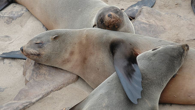 Έξι φώκιες ξεβράστηκαν νεκρές σε παραλία της Νότιας Αφρικής – Άγνωστοι τις μαχαίρωσαν στη θάλασσα Έξι φώκιες ξεβράστηκαν νεκρές σε παραλία της Νότιας Αφρικής – Άγνωστοι τις μαχαίρωσαν στη θάλασσα