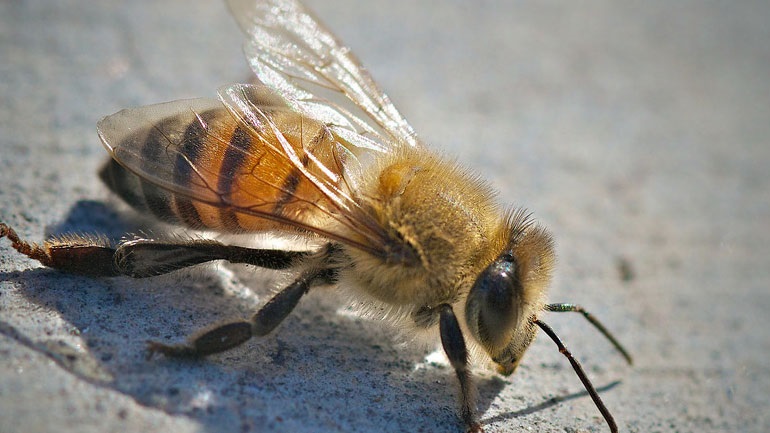 Κρήτη: Στο νοσοκομείο δύο άνδρες που δέχθηκαν επίθεση από μέλισσες