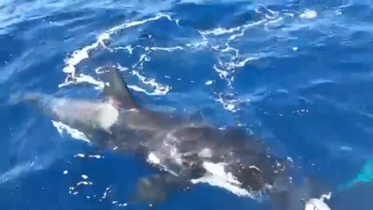 Όρκα επιτέθηκε σε σκάφος και έκοψε το πηδάλιο με τα δόντια της Όρκα επιτέθηκε σε σκάφος και έκοψε το πηδάλιο με τα δόντια της