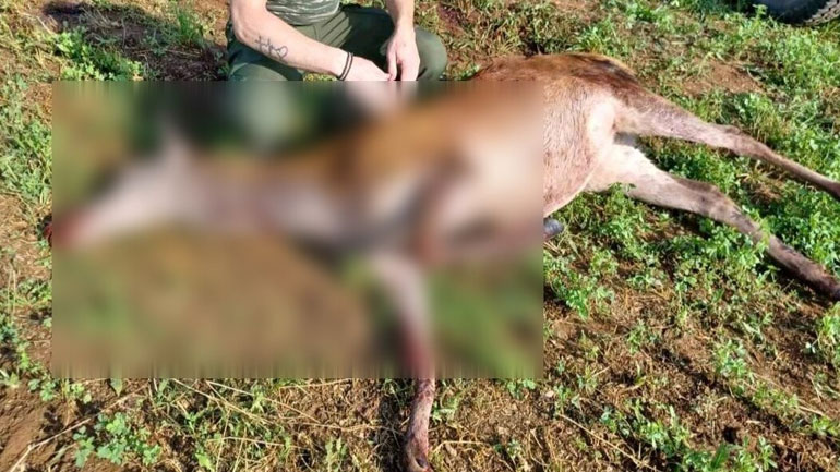 Σέρρες: Με σκάγια στο σώμα του εντοπίστηκε νεκρό ελάφι στην Κερκίνη