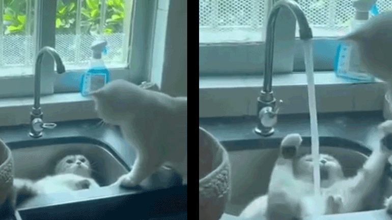 Γάτες τσακώνονται στο νεροχύτη 