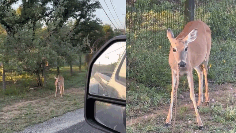 Μικρό ελάφι τρώει ένα φίδι