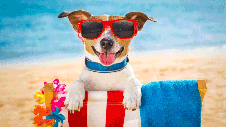 Σκύλος στη θάλασσα: Τι προβλέπει ο νόμος