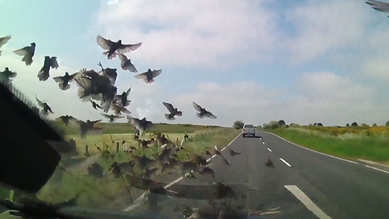 Απρόσμενη συνάντηση αυτοκινήτου με σμήνος πουλιών