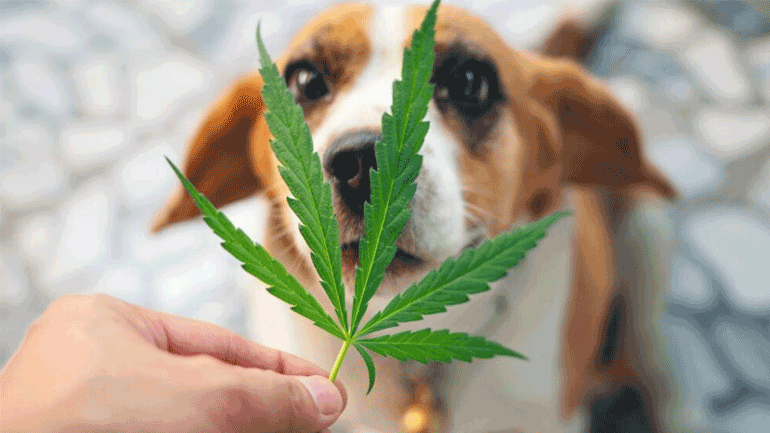 Τι να κάνετε εάν ο σκύλος σας καταναλώσει κάνναβη;