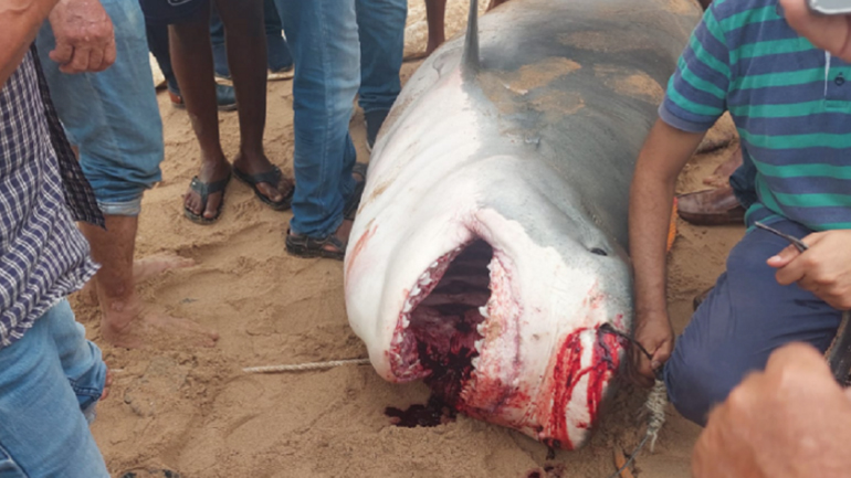 Τα λείψανα ενός Ρώσου βρέθηκαν στο στομάχι καρχαρία – Θανατηφόρα επίθεση στην Χουργκάντα της Αιγύπτου