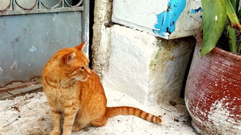 Θεσσαλονίκη: Ελεύθερος με όρο ο ηλικιωμένος που «έριξε» με αεροβόλο όπλο κατά γάτας