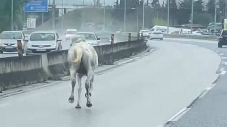 Άλογα αναστάτωσαν την κυκλοφορία στη Θεσσαλονίκη – Έτρεχαν μέσα στον δρόμο