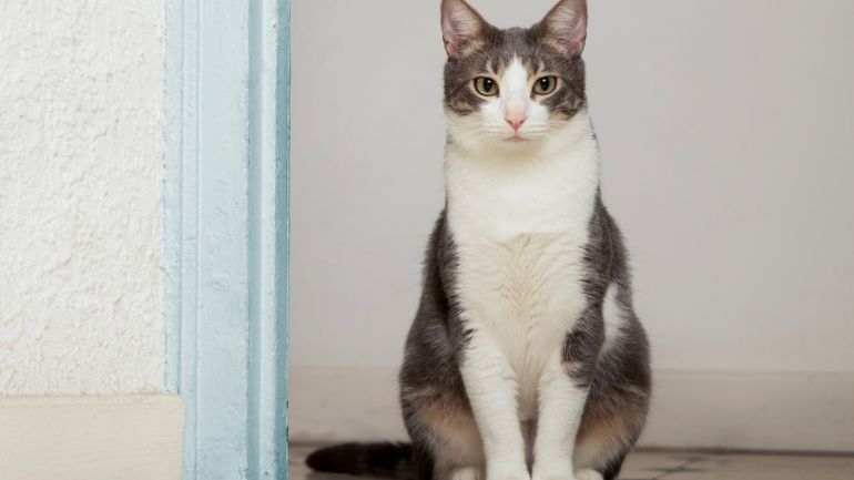 Φρίκη στο Βέλγιο: 75 γάτες και 3 σκύλοι βρέθηκαν σε καταψύκτες μέσα σε σπίτι