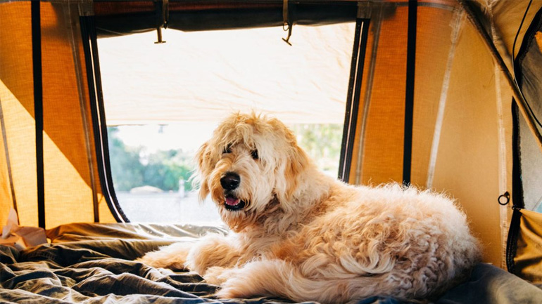 Camping με τον σκύλο: Τι πρέπει να προσέχετε