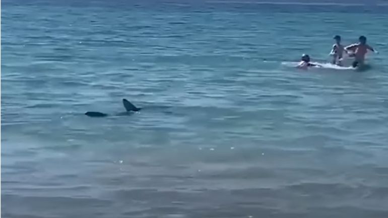 Πανικός σε παραλία της Ισπανίας – Καρχαρίας έκανε βόλτες στα ρηχά