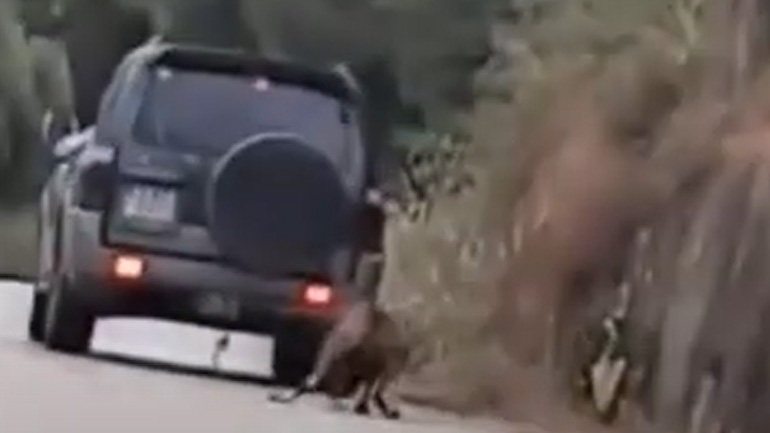 Ζάκυνθος: Νέο περιστατικό κακοποίησης ζώου – Έσερνε κατσίκα με το αυτοκίνητό του