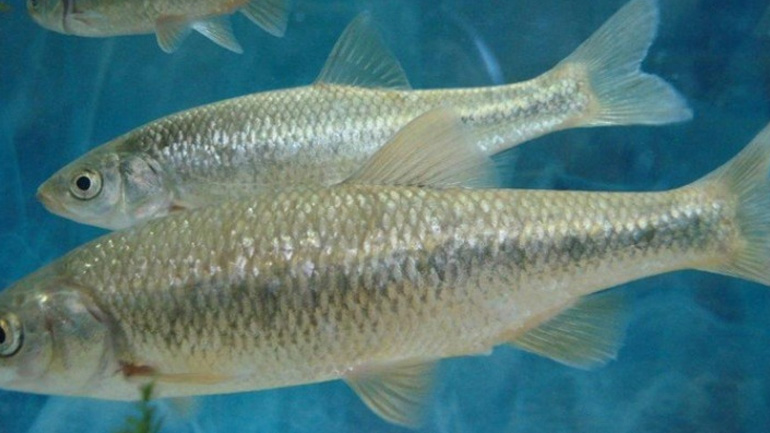 Ρόδος: Γκιζάνι, ένα ψαράκι, «πρωταθλητής» της επιβίωσης