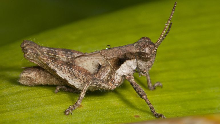 Τα έντομα που εγκρίθηκαν ως «νέα τρόφιμα» από την Κομισιόν Τα έντομα που εγκρίθηκαν ως «νέα τρόφιμα» από την Κομισιόν