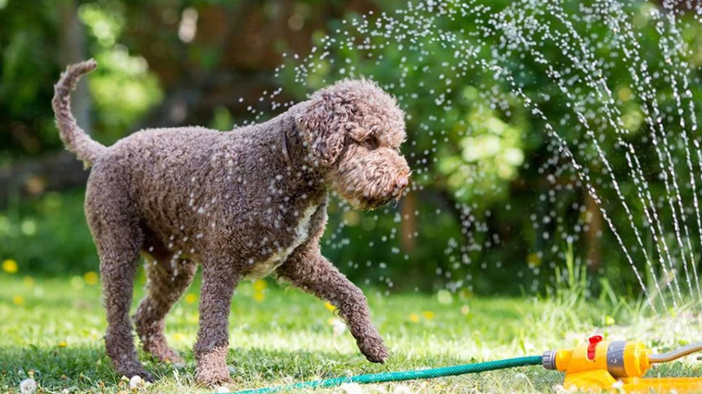 Πώς να κρατήσετε τον σκύλο δροσερό το καλοκαίρι