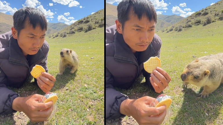 Η μαρμότα και το μπισκότο