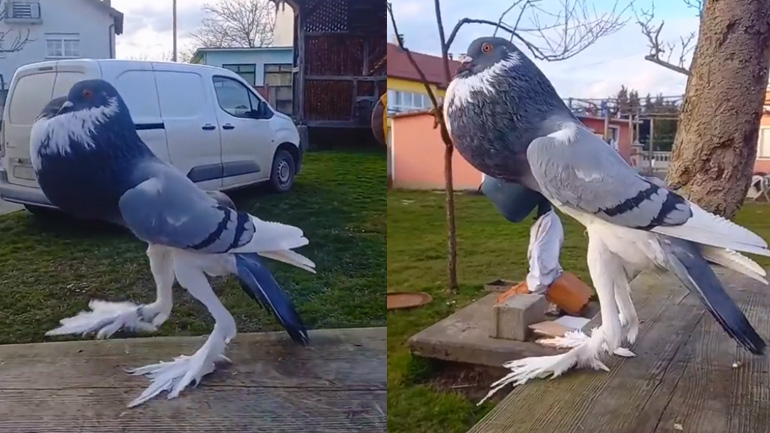 Το περιστέρι Pokemon