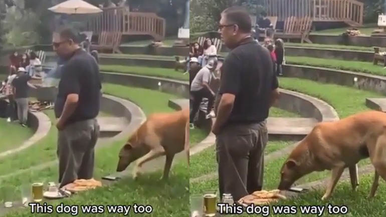 Σκύλος κλέβει αθόρυβα ένα κομμάτι πίτσα