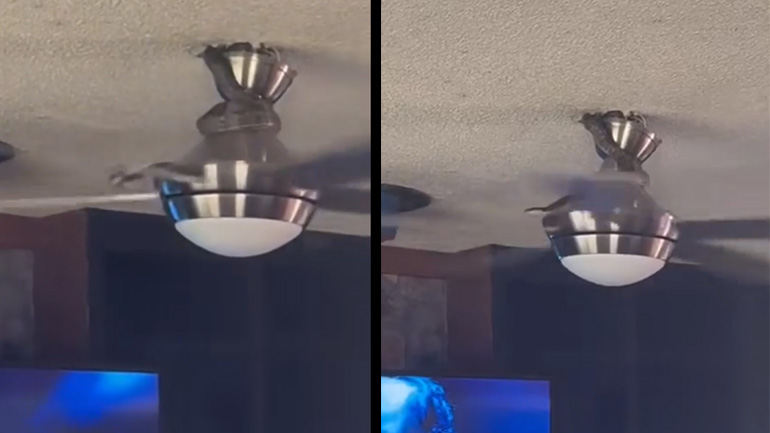 Φίδι στον ανεμιστήρα