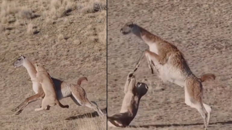 Θαρραλέο λάμα εναντίον κούγκαρ