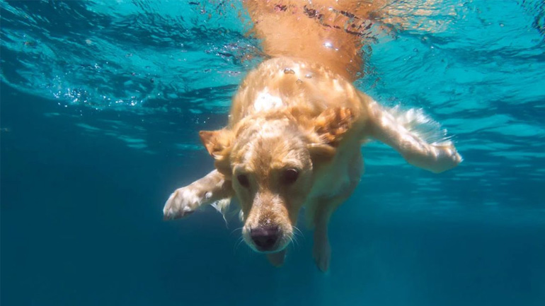 Σκύλος: Πώς να αγαπήσει ο τετράποδος φίλος σας το κολύμπι