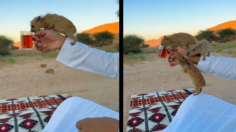 Πίνοντας τσάι στην έρημο 