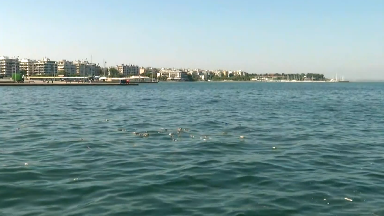 Αποκρουστικό θέαμα στη Θεσσαλονίκη – Νεκρά ποντίκια επιπλέουν στον Θερμαϊκό