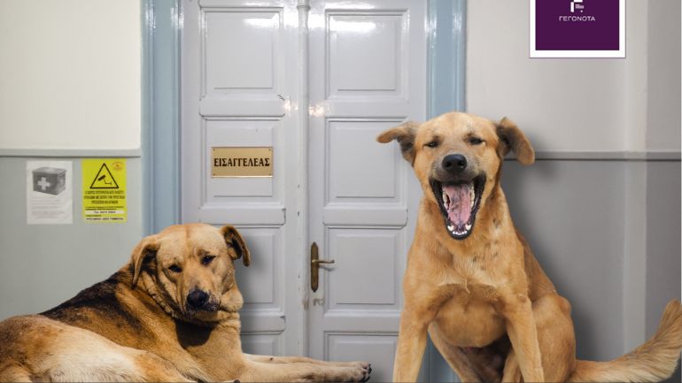 Βόλος: Εγκατέλειψε χωρίς νερό και φαγητό δύο σκυλιά στην ταράτσα του σπιτιού της