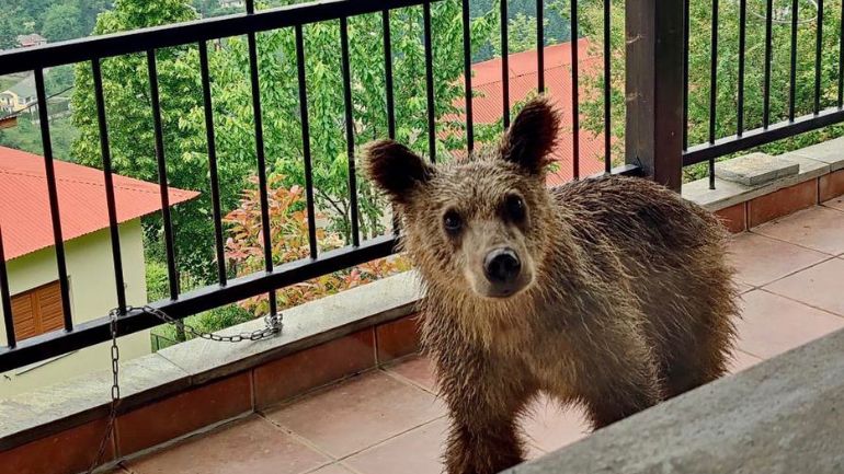 Απίστευτο περιστατικό στα Τρίκαλα:  Αρκουδάκι έκανε βόλτες σε μπαλκόνι σπιτιού