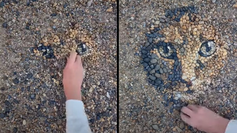 Πορτρέτο γάτας με βότσαλα