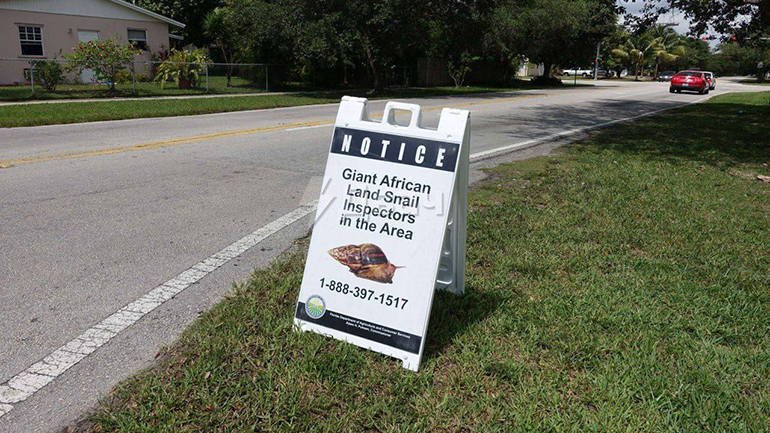 Φλόριντα: Σε καραντίνα περιοχές λόγω γιγαντιαίων σαλιγκαριών