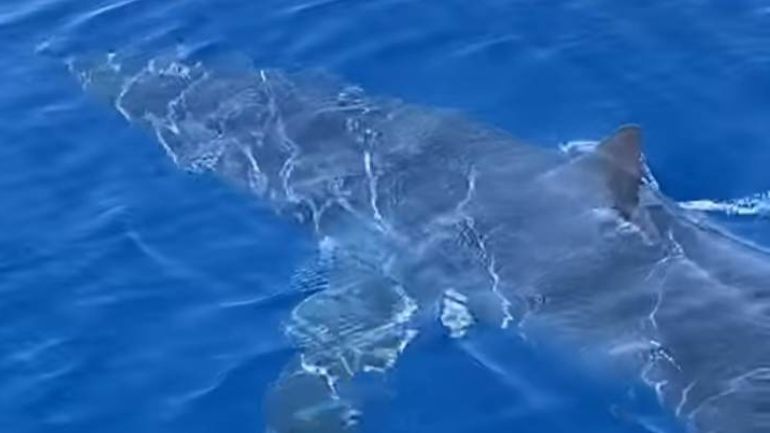 Ζάκυνθος: Καρχαρίας κολυμπά μπροστά σε σκάφος, 2 μίλια μακριά από το λιμάνι