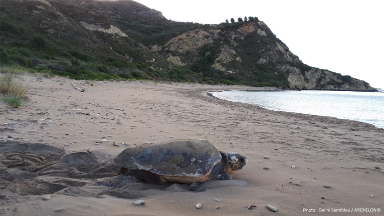 ΑΡΧΕΛΩΝ: Τι μπορείς να κάνεις αν βρεις ίχνη ή φωλιά θαλάσσιας χελώνας