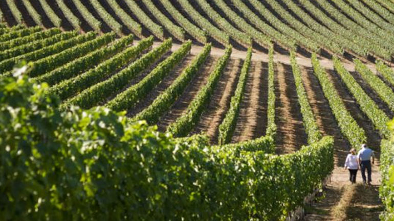 Ο Αττικός αμπελώνας στις διεθνείς αγορές