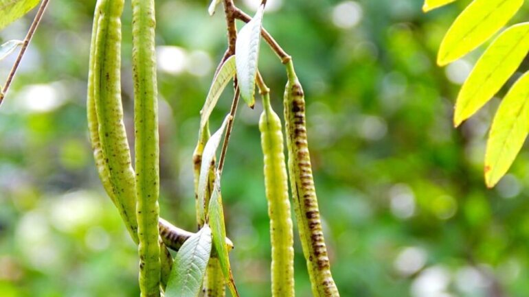 Πώς τα παιδιά που χάθηκαν στη ζούγκλα κατάφεραν να επιζήσουν;