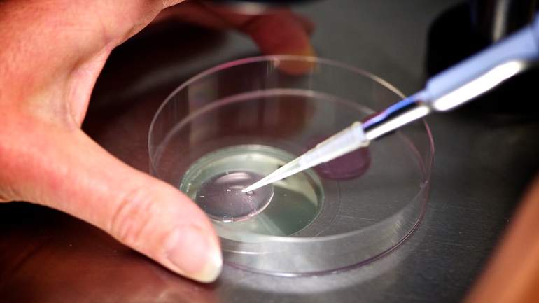 Κατανόηση της Εξωσωματικής Γονιμοποίησης: Ένας Δρόμος προς τη Γονιμότητα