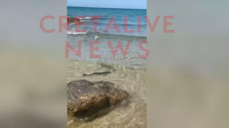 Μικρός καρχαρίας έκανε την εμφάνισή του σε παραλία στο Ηράκλειο Κρήτης