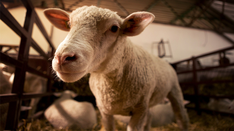 Μείωση στο ζωικό κεφάλαιο και τις κτηνοτροφικές εκμεταλλεύσεις τη διετία 2020-2022