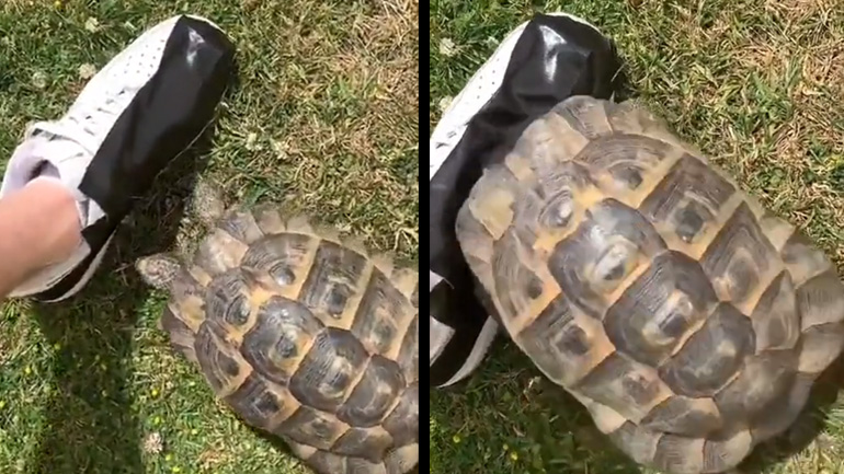 Η χελώνα μισεί το μαύρο