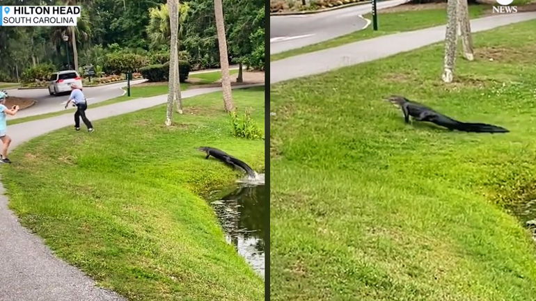 Αλιγάτορας κυνηγά έναν ψαρά