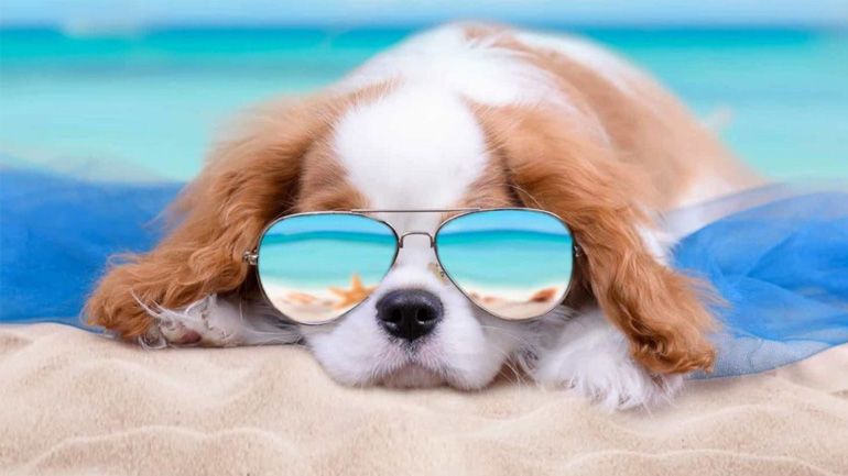 Σκύλος: Οι ασθένειες και οι κίνδυνοι που ελλοχεύουν το καλοκαίρι